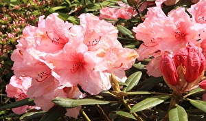 <b class=qtipBold><figcaption>Trewithen House</figcaption></b><br>Rhododendrans Flowers in the grounds of Trewithen House near Truro in Cornwall on spring day<br><em>© Paul Felix Photography Twelve Beacon Park Pelynt nr Looe Cornwall PL13 2PQ photos@paulfelix.co.uk 01503 221069</em> Trewithen House