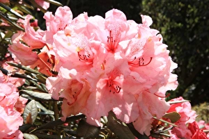 <b class=qtipBold><figcaption>Trewithen House</figcaption></b><br>Rhododendrans Flowers in the grounds of Trewithen House near Truro in Cornwall on spring day<br><em>© Paul Felix Photography Twelve Beacon Park Pelynt nr Looe Cornwall PL13 2PQ photos@paulfelix.co.uk 01503 221069</em> Trewithen House