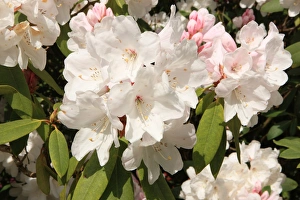 <b class=qtipBold><figcaption>Trewithen House</figcaption></b><br>Rhododendrans Flowers in the grounds of Trewithen House near Truro in Cornwall on spring day<br><em>© Paul Felix Photography Twelve Beacon Park Pelynt nr Looe Cornwall PL13 2PQ photos@paulfelix.co.uk 01503 221069</em> Trewithen House