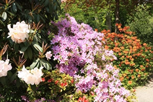 <b class=qtipBold><figcaption>Trewithen House</figcaption></b><br>Rhododendrans and Acers Flowers in the grounds of Trewithen House near Truro in Cornwall on spring day<br><em>© Paul Felix Photography Twelve Beacon Park Pelynt nr Looe Cornwall PL13 2PQ photos@paulfelix.co.uk 01503 221069</em> Trewithen House