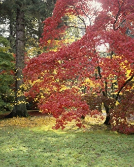 Westonbirt