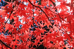 Westonbirt