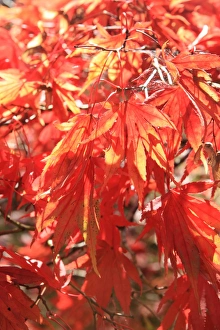 Westonbirt