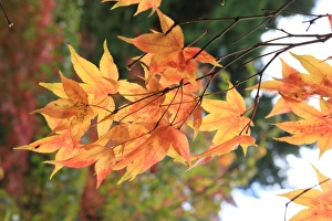 Westonbirt