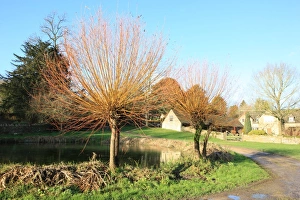 <b class=qtipBold><figcaption>Westwell</figcaption></b><br>The Oxfordshire hamlet of Westwell near the cotswold town of Burford on a cold winters day.<br><em>© Paul Felix Photography Twelve Beacon Park Pelynt nr Looe Cornwall PL13 2PQ photos@paulfelix.co.uk 01503 221069</em> Westwell
