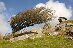 <b class=qtipBold><figcaption>Windswept stones on Bodmin Moor 2</figcaption></b><br>A Windswept tree shaped by the wind over years, high on Bodmin Moor below the Cheesewring a granite tor on the eastern flank of the Moor at Stowe's Hill near Minions. Bodmin Moor has many Tor's, the Chessewring is one of the largest and most visited. A local legend says that the Cheesewring is the result of a contest between a man and a giant. When Christianity had just been introduced to the British Islands. The granite slabs formed by weathering. The name derives from the resemblance of the piled slabs to a cheesewring, a press used to make cheese.<br><em>© Paul Felix Photography Twelve Beacon Park Pelynt nr Looe Cornwall PL13 2PQ</em> Windswept stones on Bodmin Moor 2