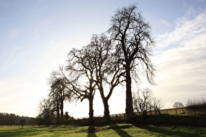 Winter trees