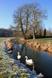 <b class=qtipBold><figcaption>A winters day</figcaption></b><br>Two swans on the river Coln at Coln St Aldwyns in the Cotswolds on very cold winters day.<br><em>© Paul Felix Photography Twelve Beacon Park Pelynt nr Looe Cornwall PL13 2PQ photos@paulfelix.co.uk 01503 221069</em> A winters day