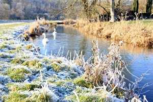 <b class=qtipBold><figcaption>A winters day</figcaption></b><br>Two swans on the river Coln at Coln St Aldwyns in the Cotswolds on very cold winters day.<br><em>© Paul Felix Photography Twelve Beacon Park Pelynt nr Looe Cornwall PL13 2PQ photos@paulfelix.co.uk 01503 221069</em> A winters day