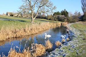 The Swan
