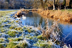 The Swan
