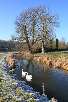 The Swan