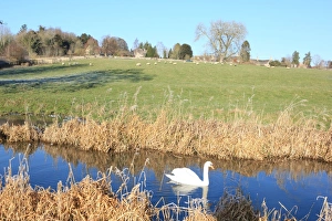 The Swan