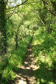 Woodland path