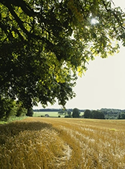 Woodmancote