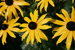 <b class=qtipBold><figcaption>Daisy</figcaption></b><br>Yellow daisy flowers in a cottage garden in the cotswolds<br><em>© Paul Felix Photography Twelve Beacon Park Pelynt nr Looe Cornwall PL13 2PQ photos@paulfelix.co.uk 01503 221069</em> Daisy