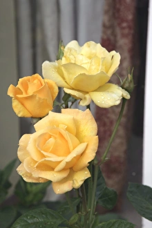 <b class=qtipBold><figcaption>Roses</figcaption></b><br>Yellow roses in a cotsdwold garden<br><em>© Paul Felix Photography Twelve Beacon Park Pelynt nr Looe Cornwall PL13 2PQ photos@paulfelix.co.uk 01503 221069</em> Roses